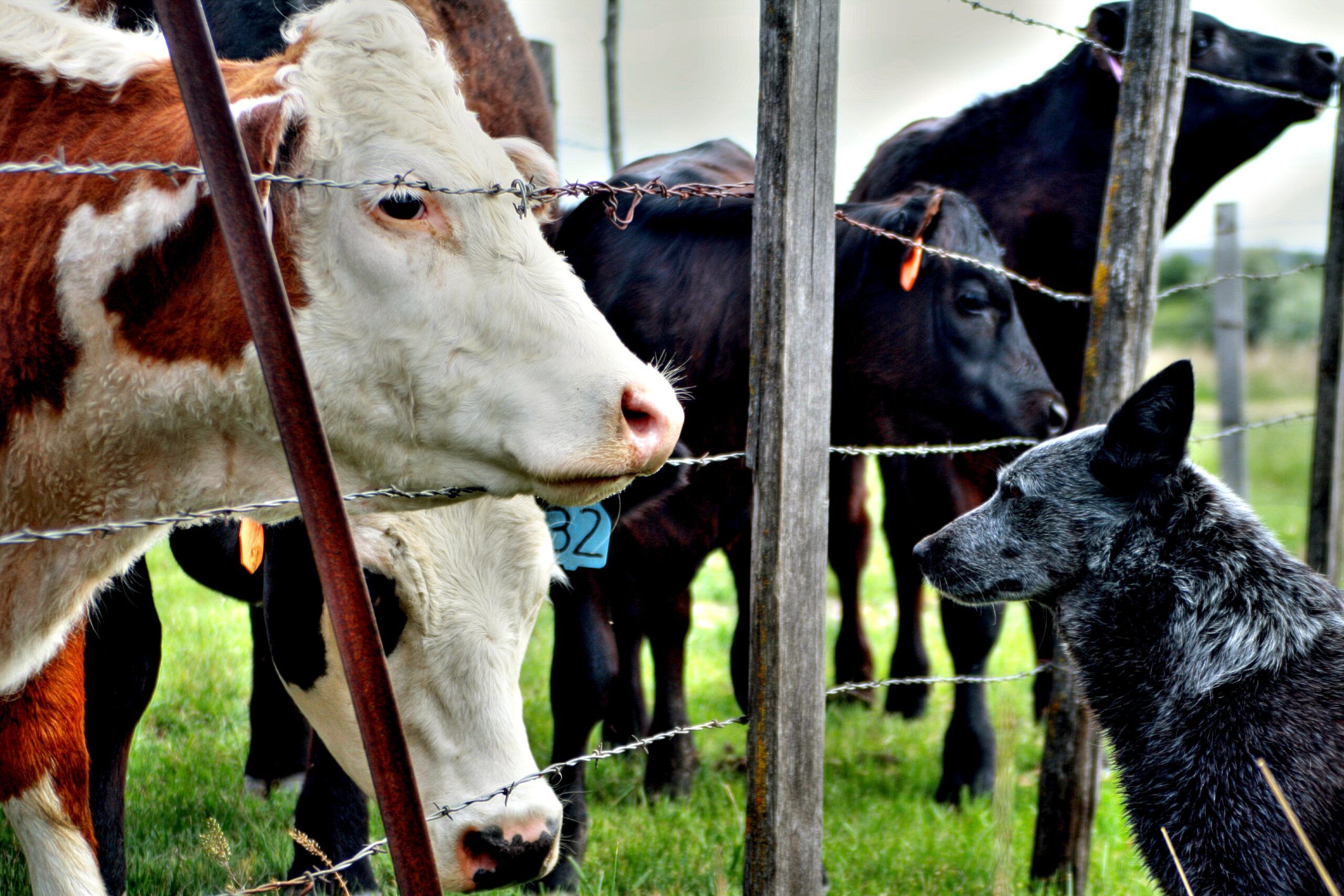 Cows and Dog - Owners have responsibility