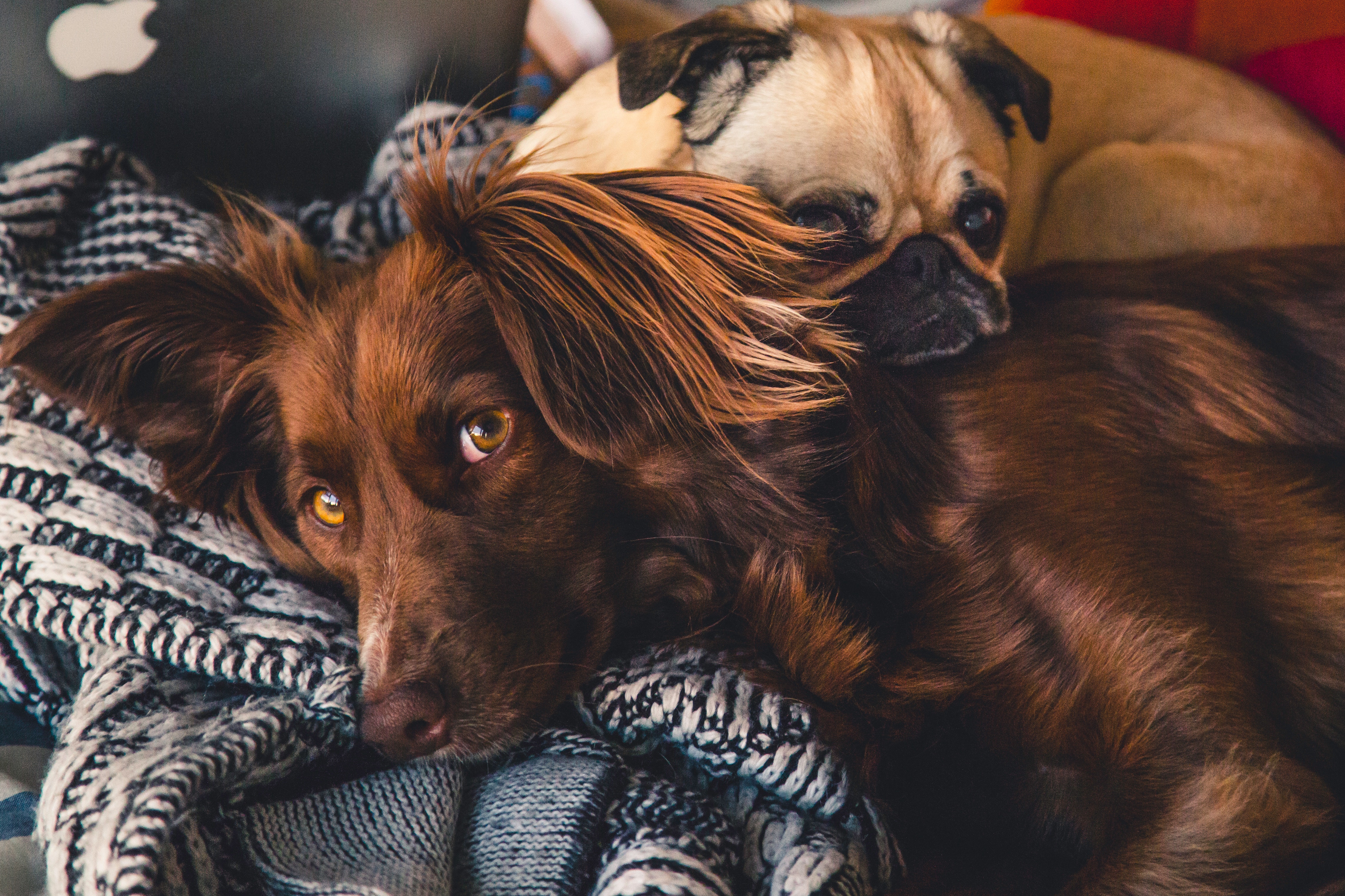 Puppy - animals provide vital care court ruling