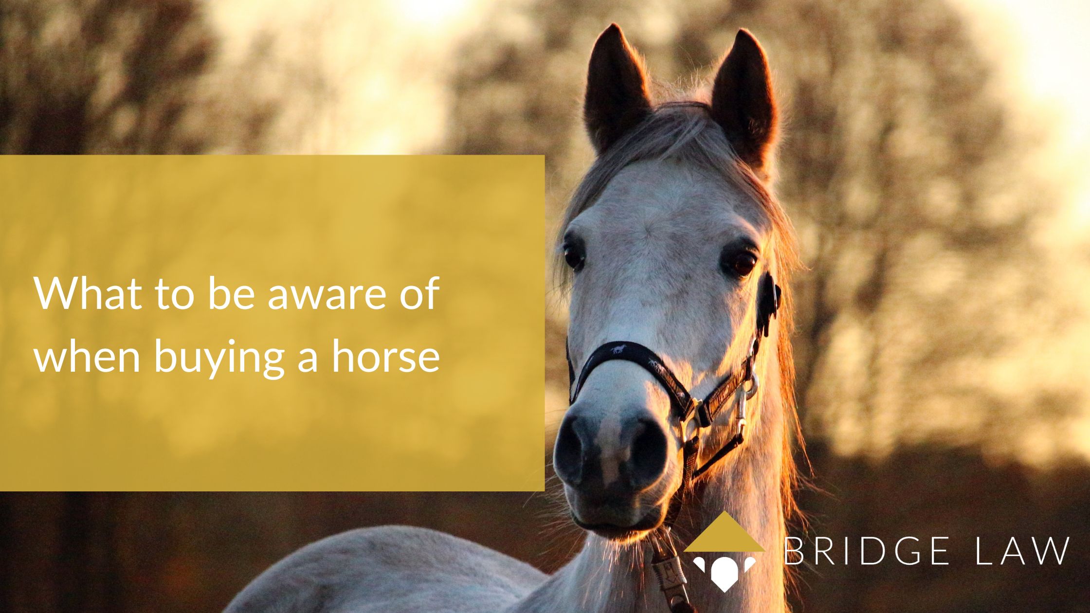 Bridge Law equine law blog header image photo of horse wit text "what to be aware of when buying a horse"