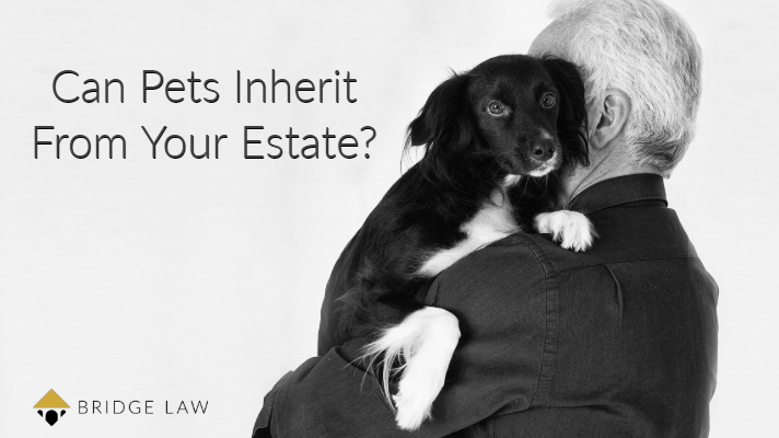 Can pets and animals inherit from your estate once you pass away? Bridge Law's latest blog answers this question and how to leave provisions for your pets in your Will. 